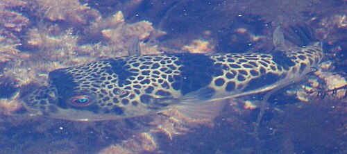 上から見た浅瀬で泳ぐ茶色の斑点のある魚。