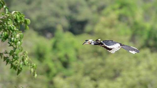 カオヤイ国立公園のキバタサイチョウ（Anthracoceros albirostris）