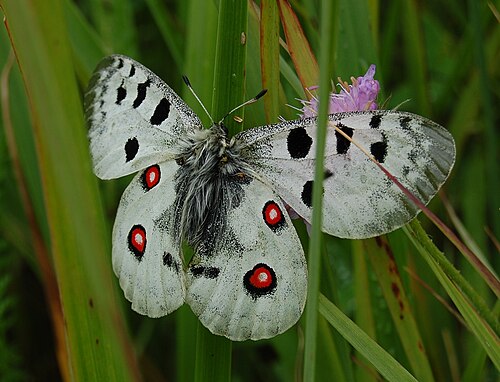 アポロ山（Parnassius apollo）、パルナッシイニ族