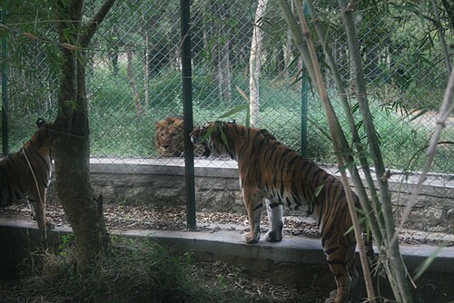 バナーガッタ国立公園で見つめ合うトラとライオン