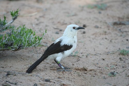 シロクロヤブチメドリの成鳥は、頭部と胴体が白く、尾羽と風切羽は濃い茶色をしている。