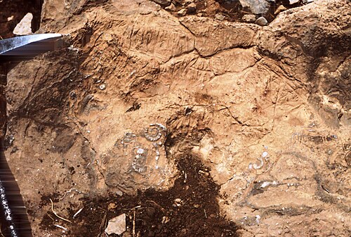 アンモナイトとベレムナイトが潮上帯の表面（石灰質堆積物と「ティピー」状の構造物）に洗い流された。モロッコ、ハイアトラス山脈のアガナン層。