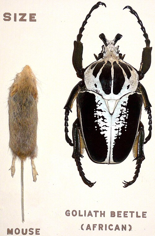 Royal goliath beetle, Goliathus regius, compared to a mouse