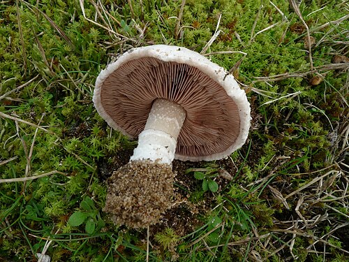 Agaricus devoniensis PDOrton 1960