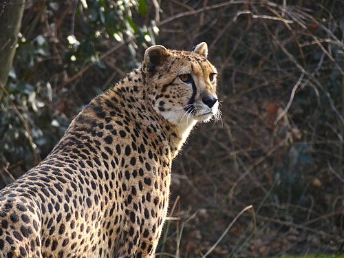 南アフリカのチーター
