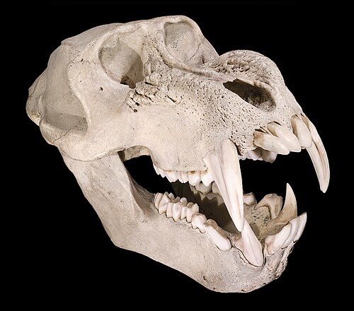 オスのマンドリルの頭蓋骨。長い犬歯と隆起した骨の膨らみが見られる。