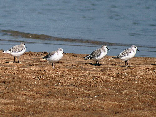 ミユビシギ、Calidris alba