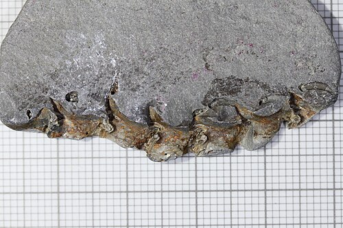 始新世初期のストレクリント粘土層から発見されたウミヘビ Palaeophis sp.