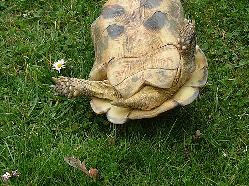 長い尾と幅広い基部を持つ雄のT. marginata marginata。