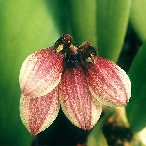 B. flabellum-venis