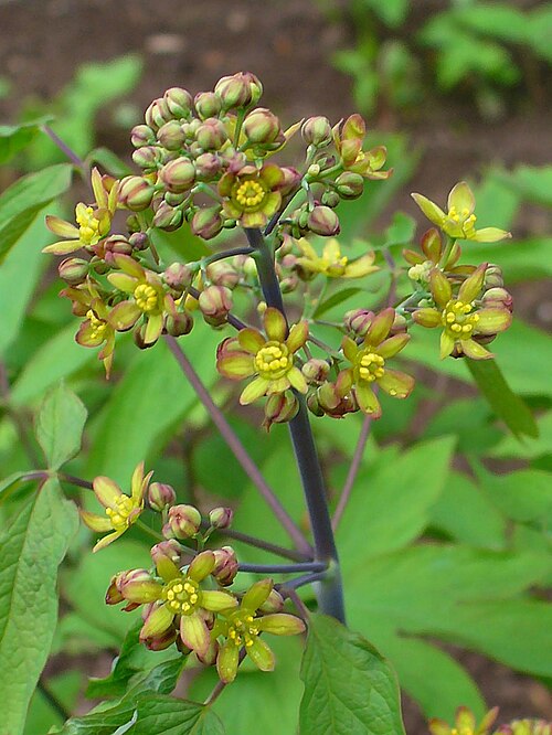 紫緑色の花序