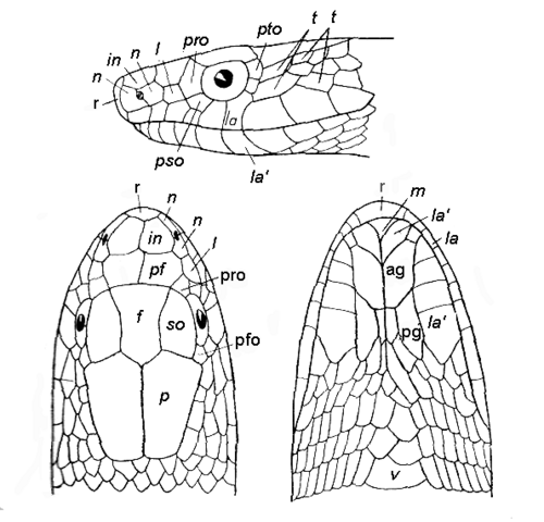 ヘビの頭の鱗を示す線図。3 つのビューが表示されており、左側に上面ビュー、右側に下面ビュー、他の 2 つのビューの上に側面ビューが表示されます。