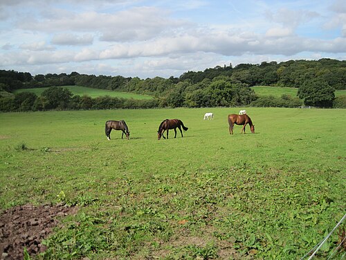 モートエンドファームの畑は、馬小屋の馬を飼うために使われています。