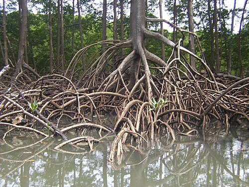 アマゾン川に生えるアカマングローブの気根。