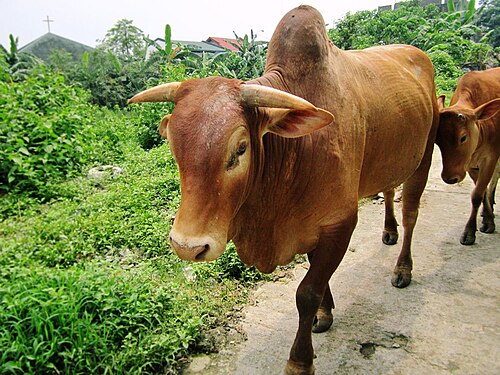 フィリピンで発見された茶色のオンゴレの雄牛