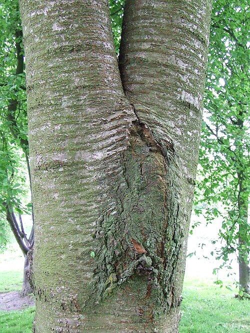 野生の桜の木（Prunus avium）に形成された内包樹皮接合部