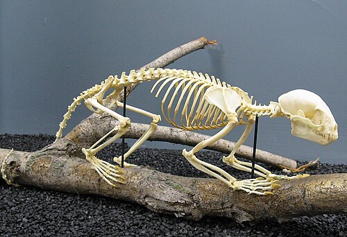 キンカジューの骨格