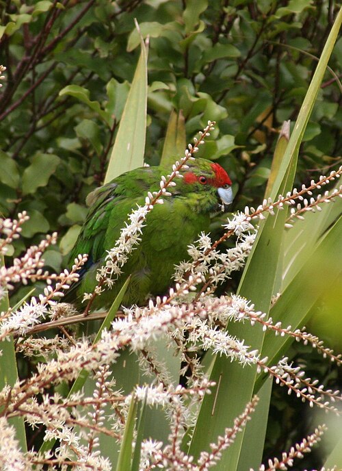 小さな白い花を食べているインコ