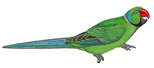 緑色のオウムのイラスト