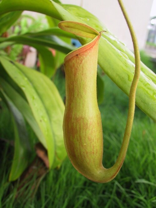 栽培された成熟植物の上部捕虫器