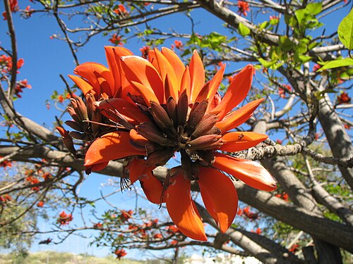 花序