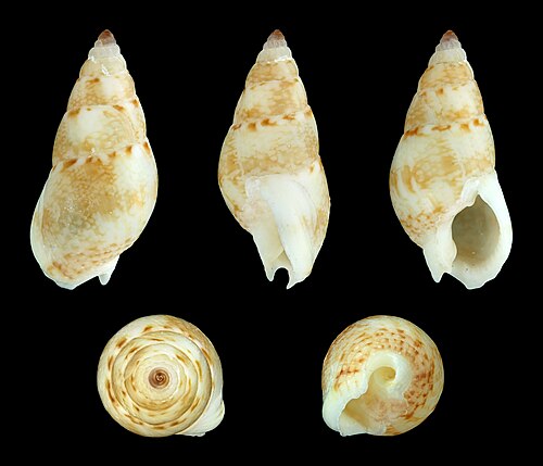 Nassarius (Telasco) multipunctatus