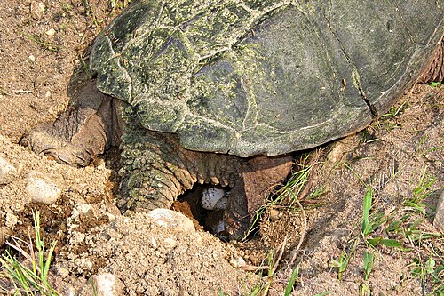 穴に卵を産む陸ガメ