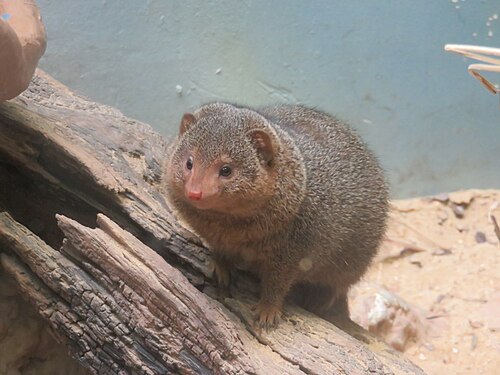 岩の間にいる小さな動物