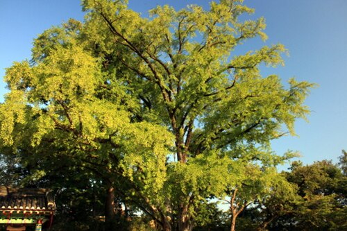 樹齢600年のイチョウの木