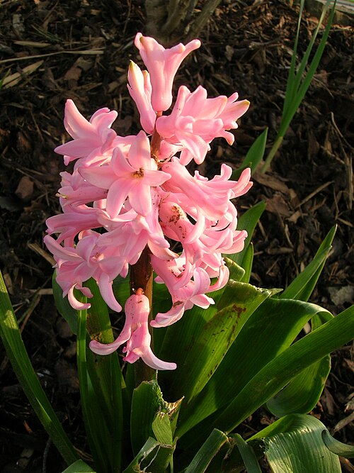 ピンクのヒヤシンスの花