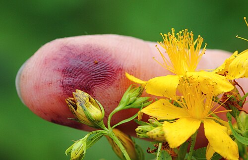 花のつぼみから出る赤い染み液