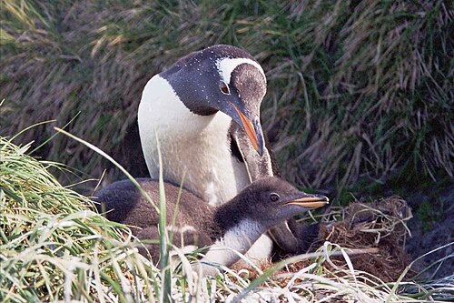 ヒナを連れたジェンツーペンギン
