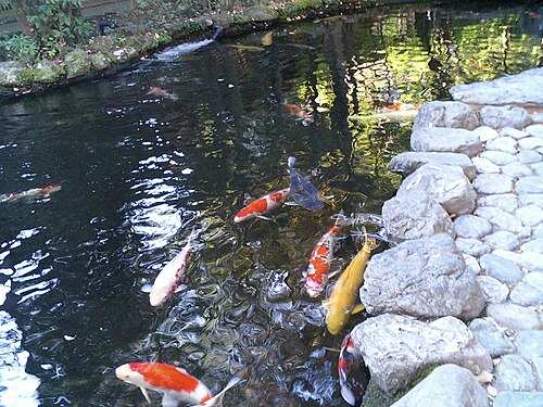 伊勢神宮の錦鯉 2005年