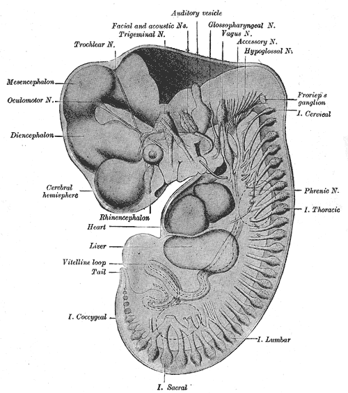 体長10.2mmのヒト胚の末梢神経の再構築図。（左側に間脳のラベルがある。）
