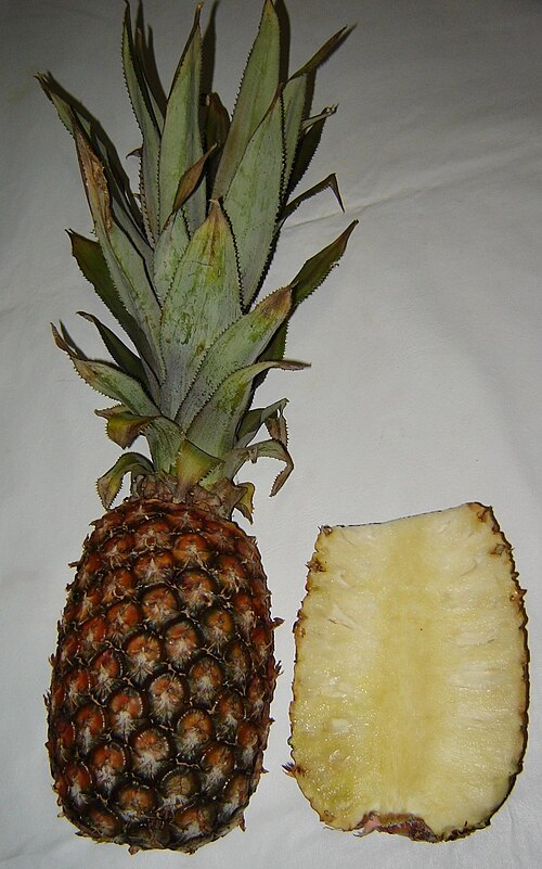 パイナップル（Ananas comosus）