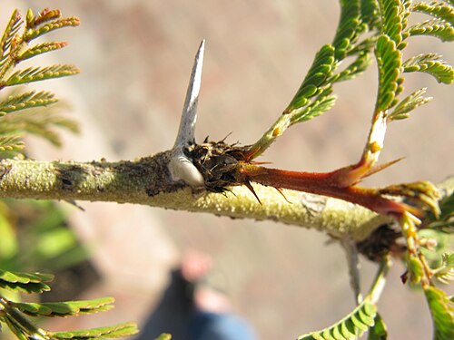 Vachellia xanthophloea の托葉の棘。