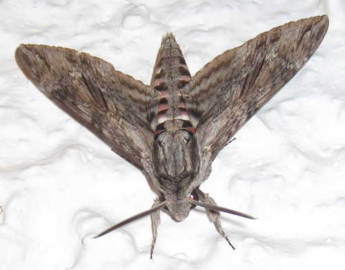 巨大な灰色の蛾（Agrius convolvuli）