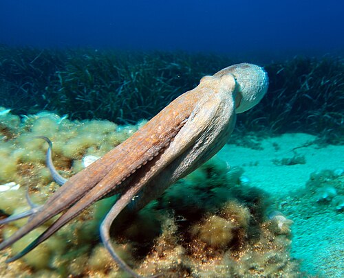 タコは丸い体を前にして泳ぎ、腕は後ろに流線型の筒状になっている。