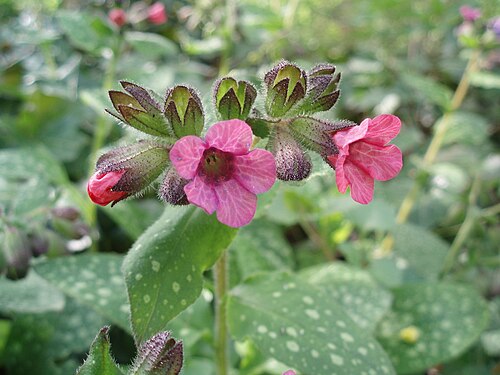 プルモナリア・オフィシナリスの花