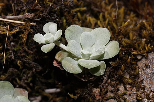 セダム・スパチュリフォリウムは、灰白色の多年生草本植物です。