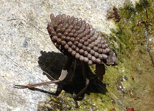 オスのアベドゥス・インデンタトゥス（Abedus indentatus）というカメムシ科の昆虫は、背中に卵を乗せて運んでいる。