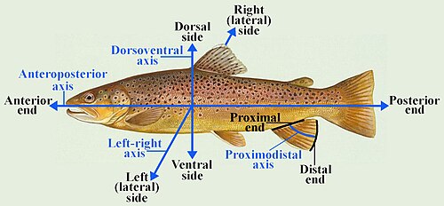 ほとんどの魚類における解剖学的位置