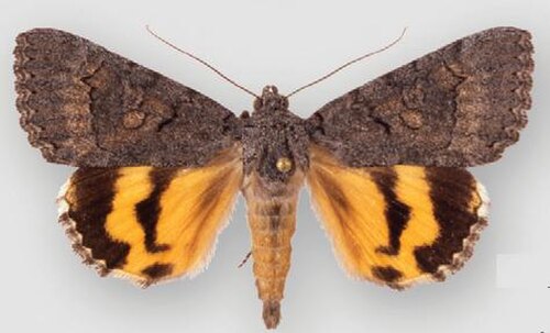 カトカリニ属: Catocala chelidonia