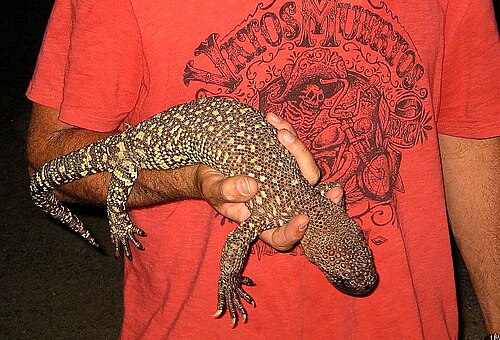 ロスアラモス近郊のヘロデルマ・エクサスペラタム