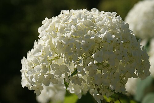 8 インチのアナベル アジサイの花。アジサイ アルボレセンス。