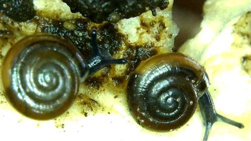 オキシキルス科のカタツムリに寄生する Riccardoella limacum。