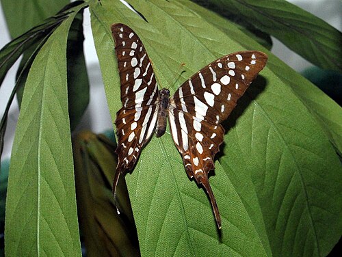 取り付けられた標本、ミラノ市立歴史自然博物館所蔵