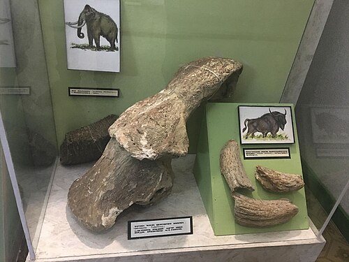 博物館にある氷河期のサイの動物相