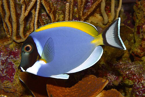 パウダーブルークロハギ、Acanthurus leucosternon