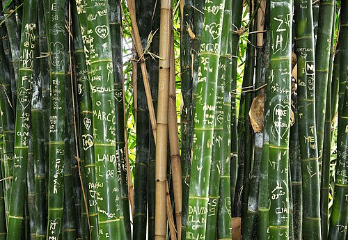 竹の彫刻、オーストラリア
